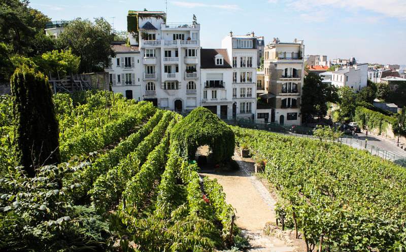 Vignoble de Montmartre
