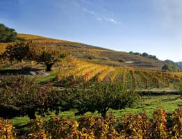 Crozes-Hermitage