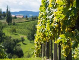 Sauternes