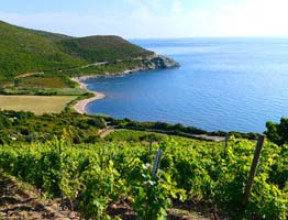 Corse
