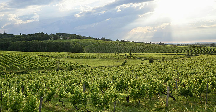 cépages bordelais