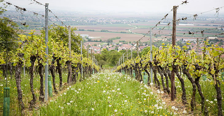 le vignoble de bordeaux